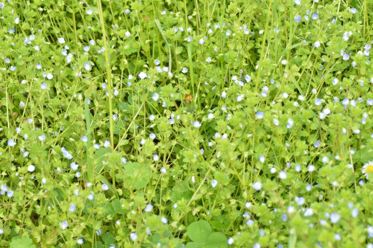 Veronica persica  (Plantaginaceae)